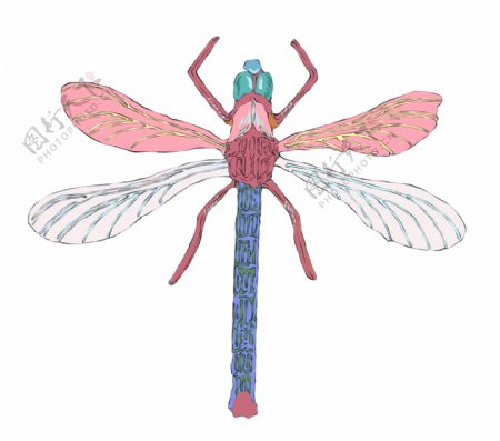 粉色翅膀卡通蜻蜓