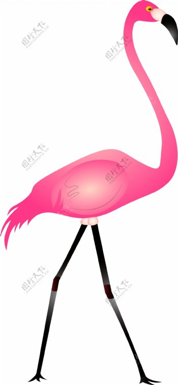 粉色火烈鸟
