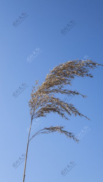 蓝天下随风飘荡的植物高清图片