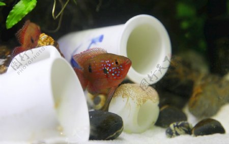 红宝书鱼守护鱼卵