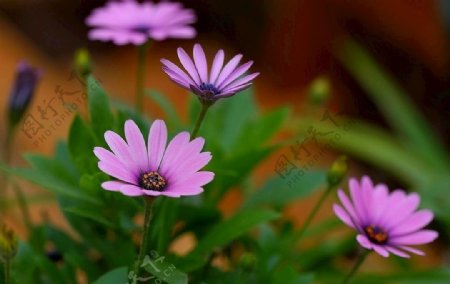 野花蜜蜂紫色清晨画面