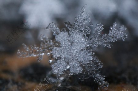 雪景雪花微距摄影自然