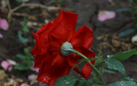 雨露月季花