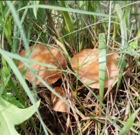 野生棕色蘑菇