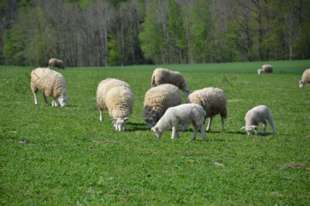 牧场羊群吃草