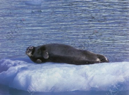 海豹动物摄影生物世界