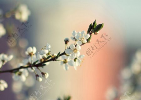 春天满树梨花唯美风景