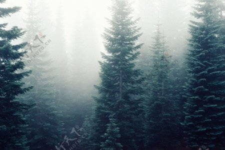 森林树木薄雾林间
