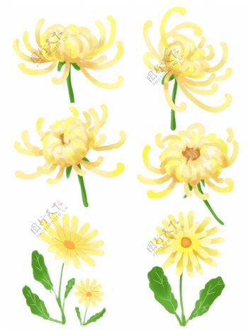 手绘菊花重阳节套图黄色花朵秋天
