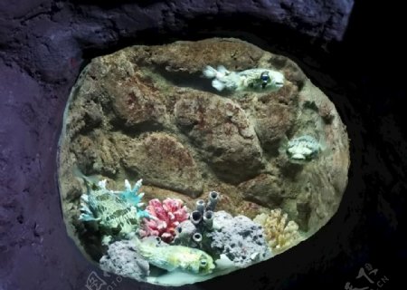 海底世界海洋馆热带鱼河豚