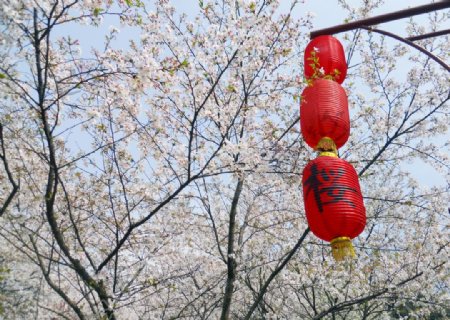 樱花树