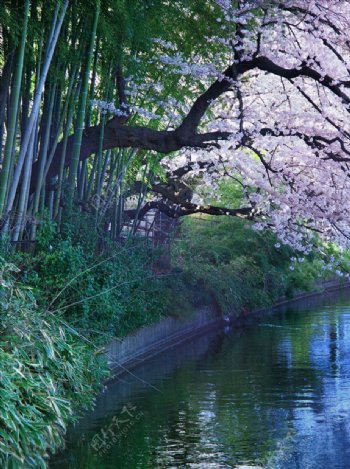 樱花树