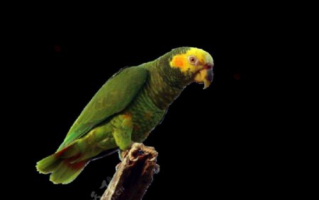 黄脸亚马逊鹦鹉