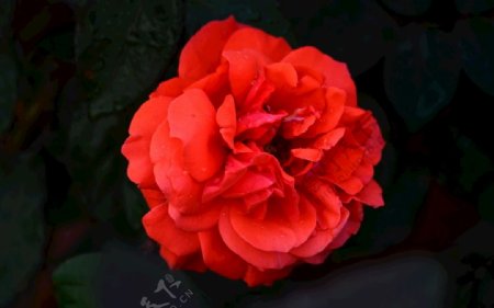 红玫瑰花朵特写
