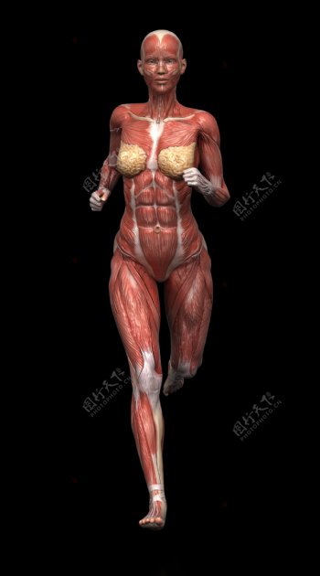 人体肌肉