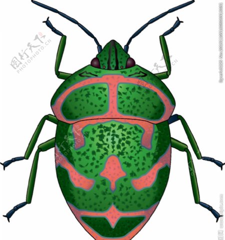 昆虫系列绿色甲壳虫