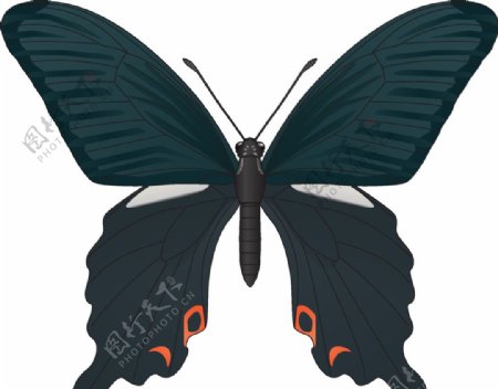 昆虫系列墨绿色蝴蝶