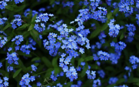 蓝色花朵草丛植物背景
