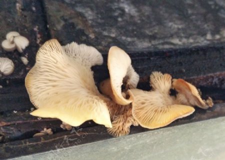 野生菌真菌菌菇蘑菇