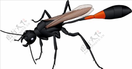 昆虫系列细腰黑尾黄蜂