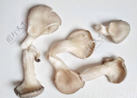 平菇蘑菇真菌食用火锅菜