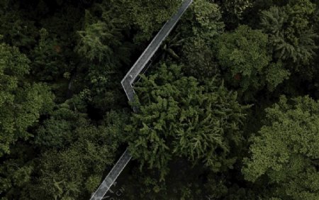 雨林树木小道