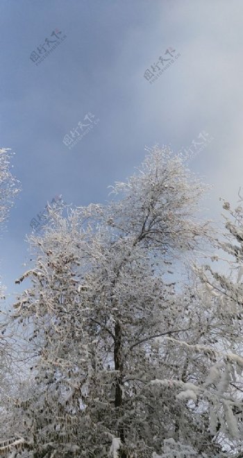 冬季的雪