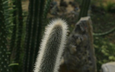 温室风景