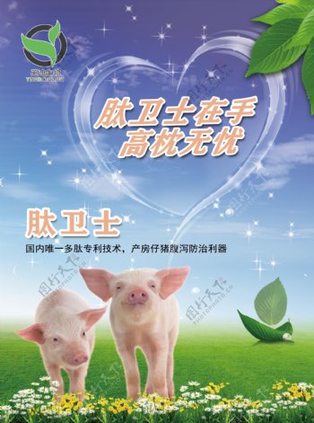 猪饲料宣传单