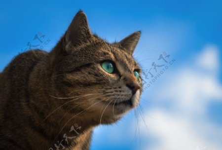 小猫宠物天空云彩背景