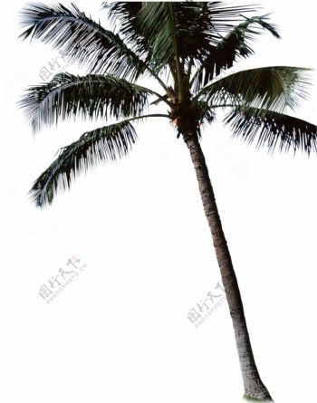 椰树前景