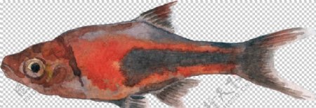 手绘红色深海鱼