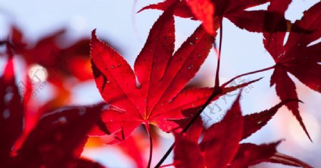 红色的枫叶摄影美图