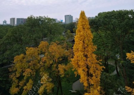 俯视大树银杏树黄叶树顶