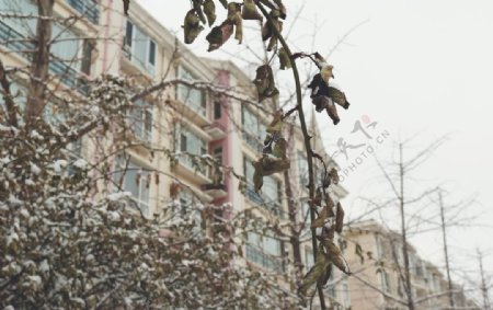 雪景