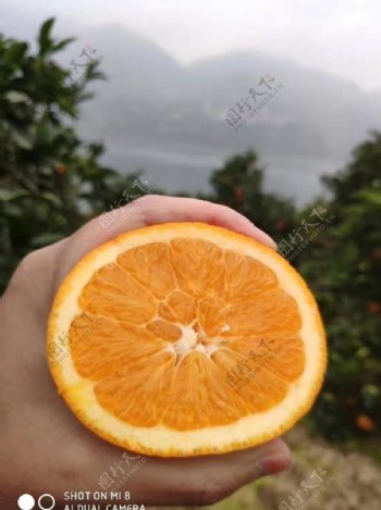 奉节脐橙水果橙