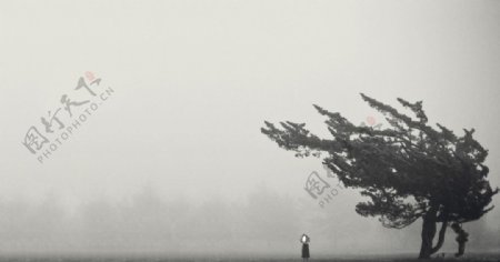 草原大树大雾风景背景