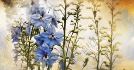 彩色植物插画蓝色花朵