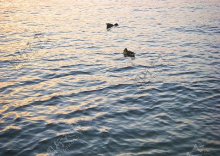 鸭子在湖上