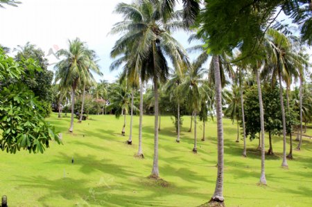 泰国海岛椰树