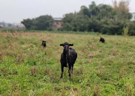 黑山羊