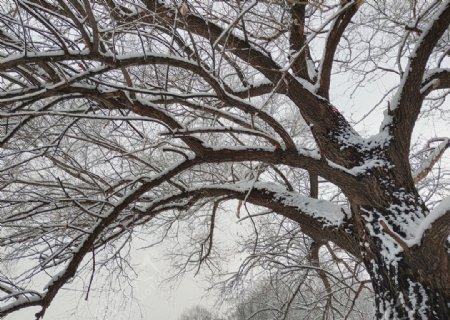 雪中的树