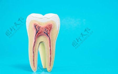 牙齿结构牙医主题高清摄影