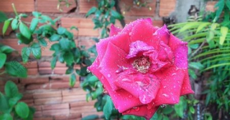 花卉罗莎鲜花性质玫瑰