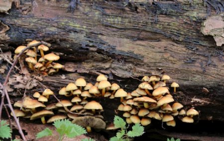 蘑菇日志森林蘑菇收集