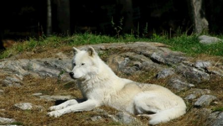 白色狼白狼野生动物性质