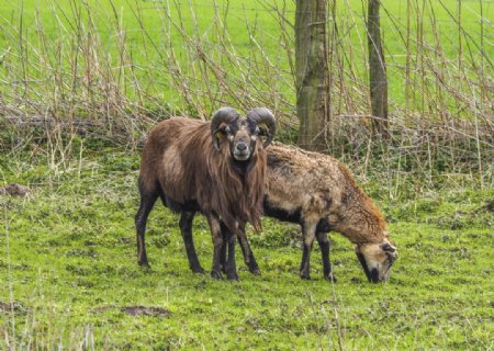 动物欧洲盘羊角羊野生