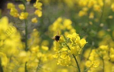 蜜蜂采蜜油菜花
