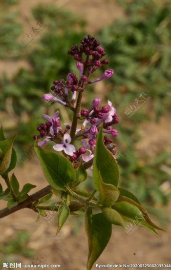 丁香花