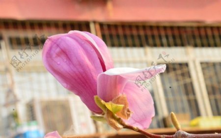 紫玉兰花